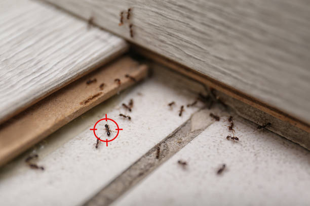 Best Exterminator Services  in Anna, TX