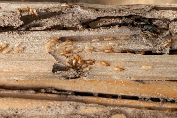 Best Ant Control Services  in Anna, TX